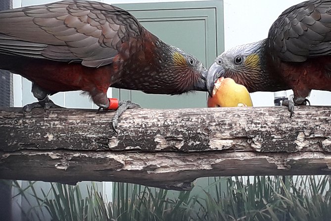 Dunedin City Highlights, Otago Peninsula Scenery & a Guided Penguin Reserve Tour - Dunedin Botanic Garden, plants, and bird aviaries