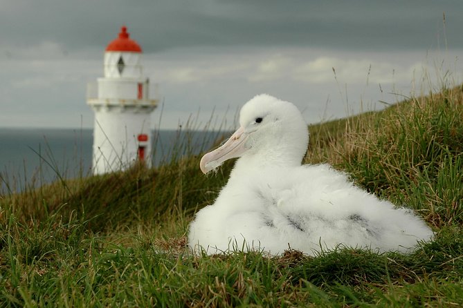 Dunedin City Highlights, Otago Peninsula Scenery & Albatross Guided Tour - The Royal Albatross Centre: the day’s main event