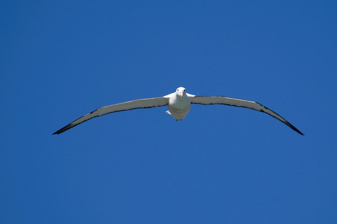Dunedin City Highlights, Otago Peninsula Scenery & Albatross Guided Tour - What the guides add to the experience
