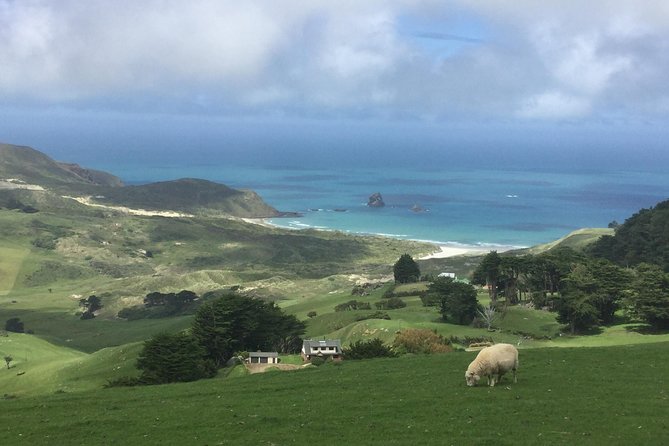 Dunedin City Highlights, Otago Peninsula Scenery & Albatross Guided Tour - Is the $198.58 price good value?