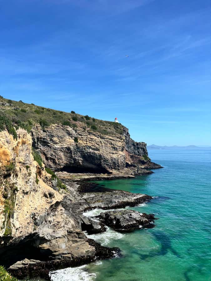 Dunedin City & Otago Peninsula Scenery Day Tour - Why this Dunedin tour works for a cruise day