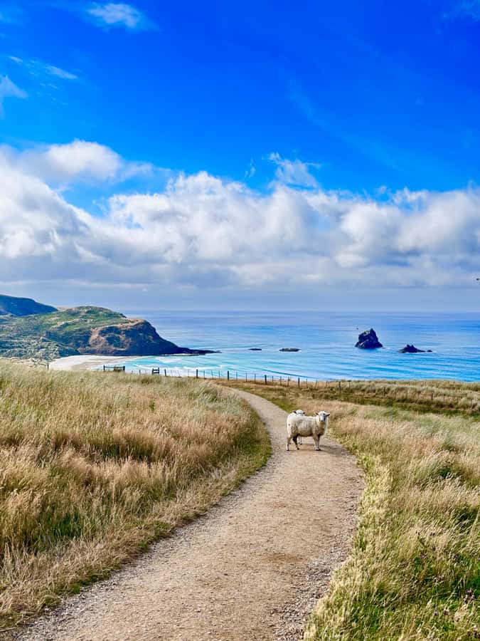 Dunedin City & Otago Peninsula Scenery Day Tour - Starting at Port Chalmers and climbing to Signal Hill