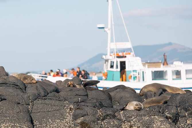 Dunedin City to Sea Wildlife Cruise + Peninsula Bus Tour - Key things to know before you book