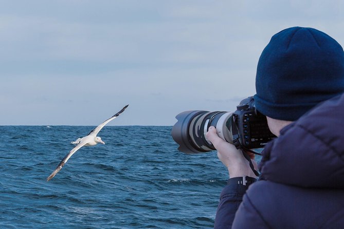 Dunedin City to Sea Wildlife Cruise + Peninsula Bus Tour - From central Dunedin to the open water