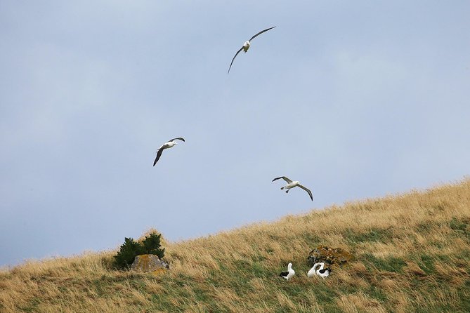 Dunedin City to Sea Wildlife Cruise + Peninsula Bus Tour - The return cruise and its slower rhythm