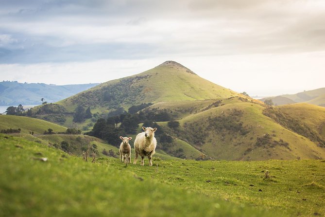 Dunedin City to Sea Wildlife Cruise + Peninsula Bus Tour - Weather, clothing, and practical comfort