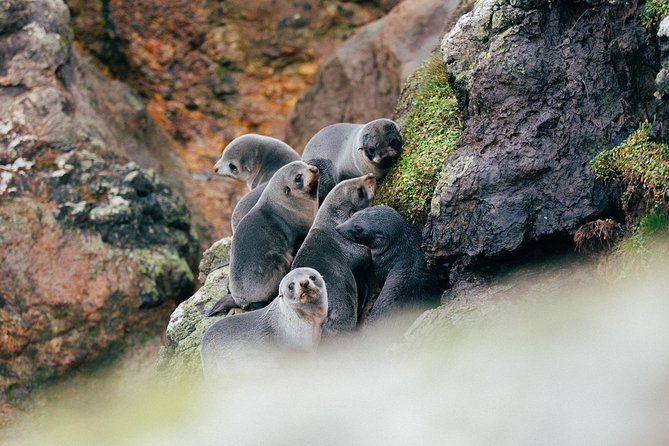Dunedin City to Sea Wildlife Cruise + Peninsula Bus Tour - Who will enjoy this Dunedin outing?