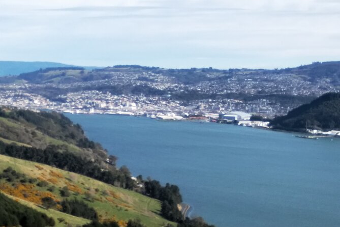 Dunedin City, Wildlife and Larnach Castle - Why this tour works for a short Dunedin visit