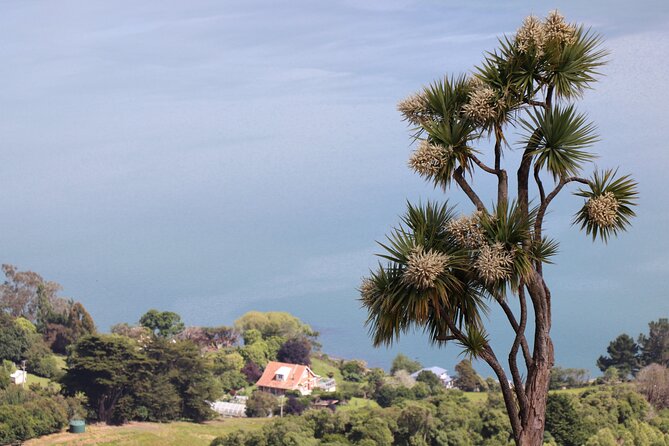Dunedin City, Wildlife and Larnach Castle - The important truth about penguins and albatross