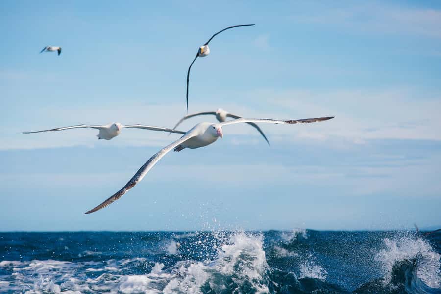 Dunedin: Monarch - One Hour Wildlife Cruise - Why this short cruise works so well