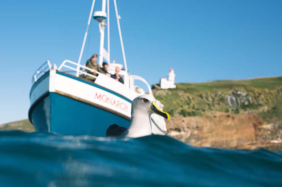 Dunedin: Monarch - One Hour Wildlife Cruise - Leaving the harbour for Aramoana Beach