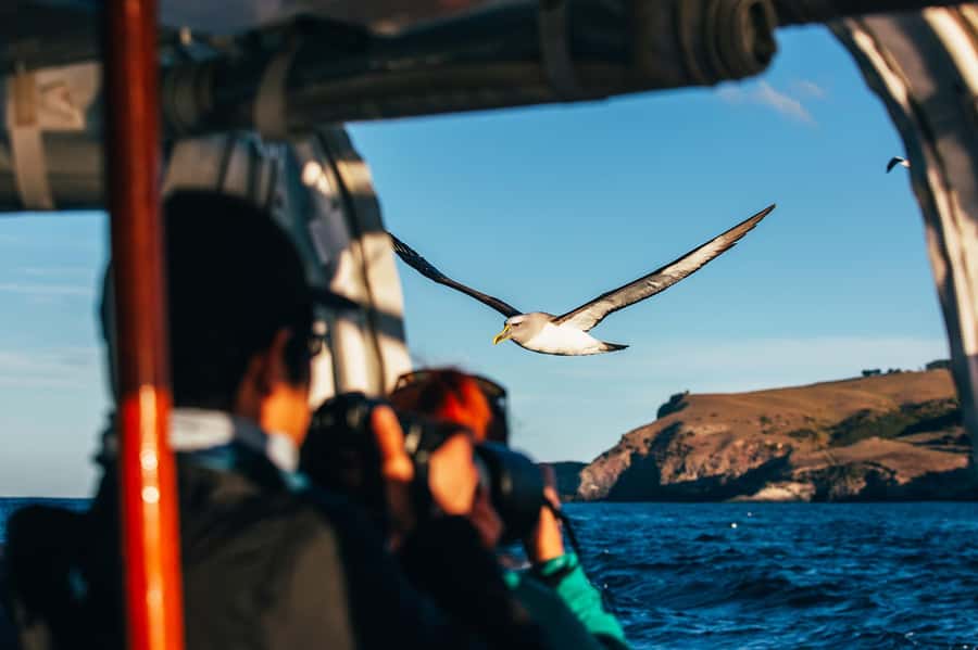 Dunedin: Monarch - One Hour Wildlife Cruise - Military remains on the rocky shore