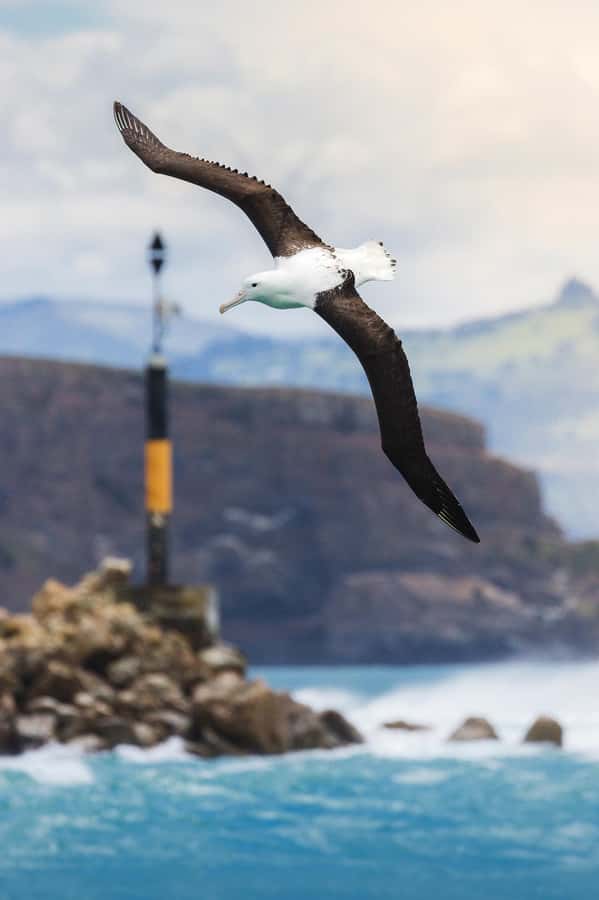 Dunedin: Monarch - One Hour Wildlife Cruise - Fur seals at the rocky breeding area