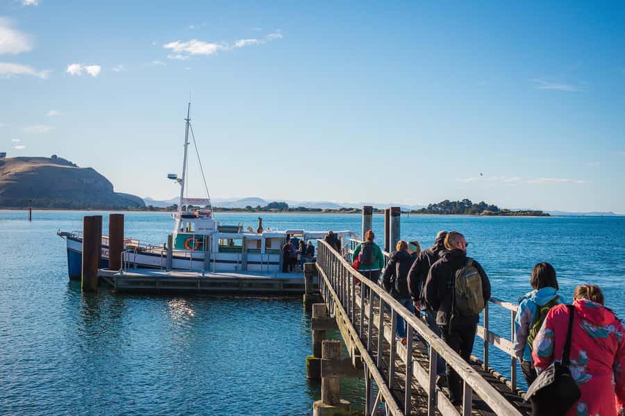 Dunedin: Monarch - One Hour Wildlife Cruise - A short run into the Pacific Ocean