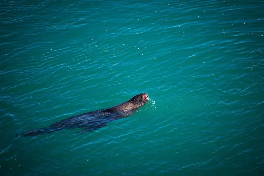 Dunedin: Monarch - One Hour Wildlife Cruise - Is $41 good value for one hour?
