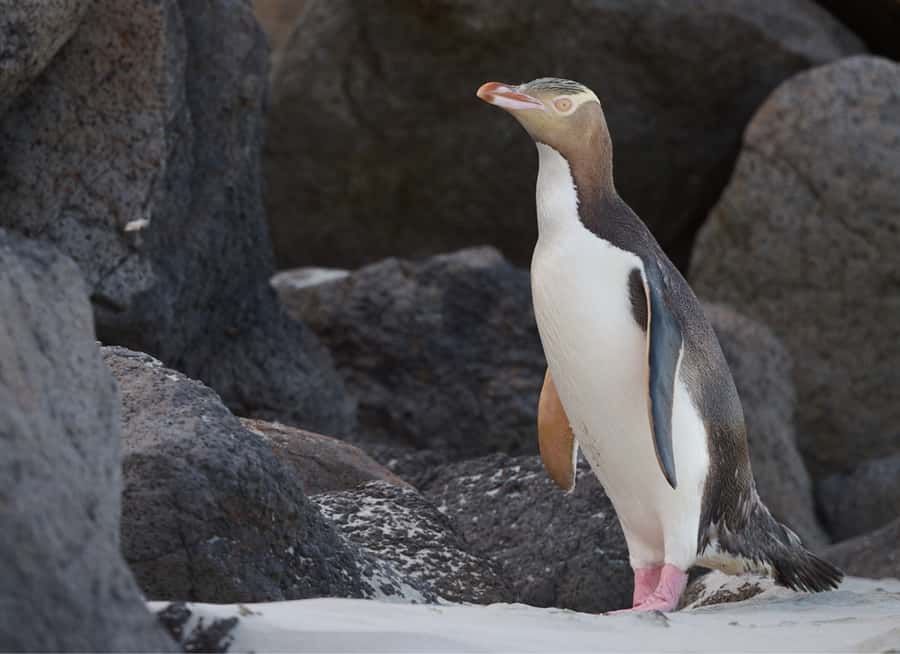 Dunedin: Otago Peninsula Clearwater Wildlife Tour - Key points at a glance