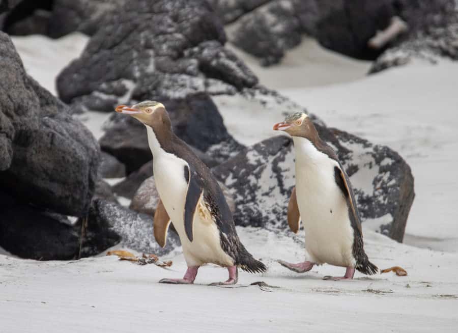 Dunedin: Otago Peninsula Clearwater Wildlife Tour - FAQ