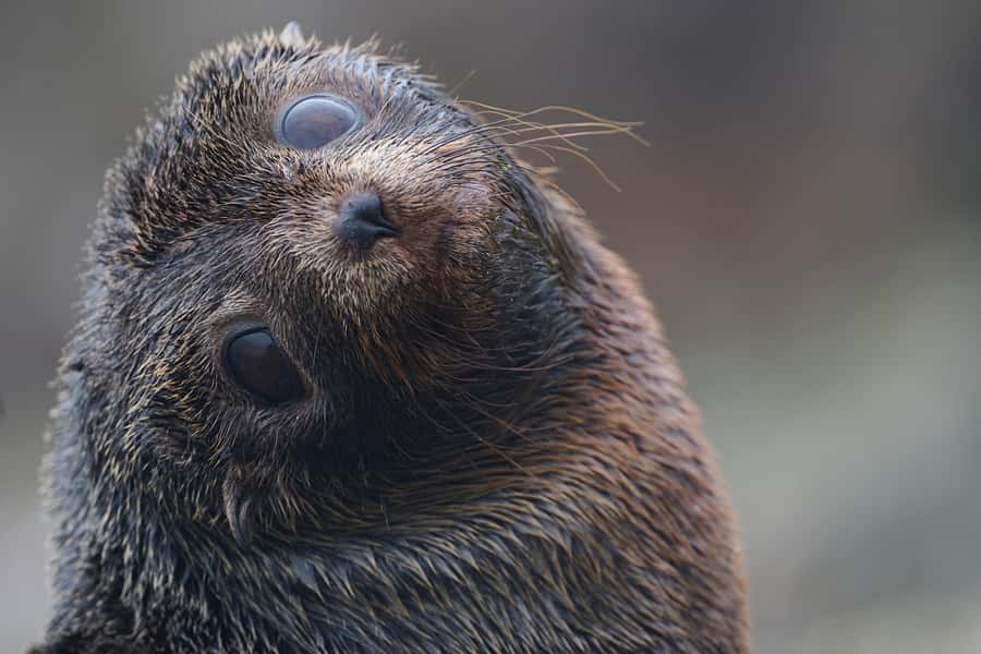 Dunedin: Otago Peninsula Clearwater Wildlife Tour - Why the private Cape Saunders setting matters