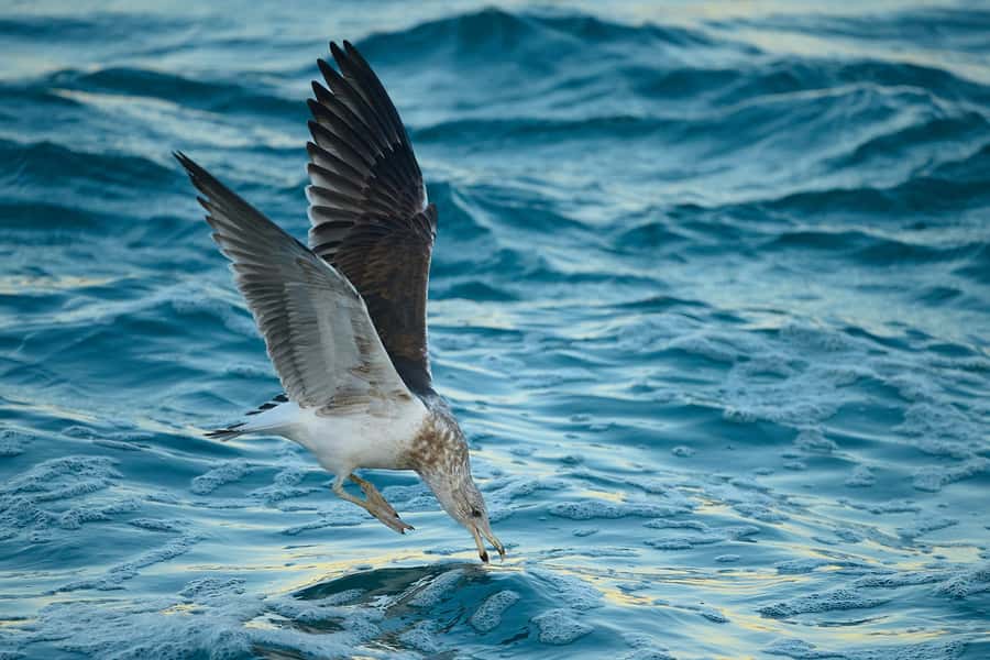 Dunedin: Otago Peninsula Clearwater Wildlife Tour - What $134 buys you