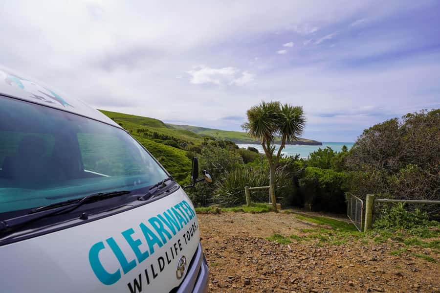 Dunedin: Otago Peninsula Clearwater Wildlife Tour - The best way to prepare