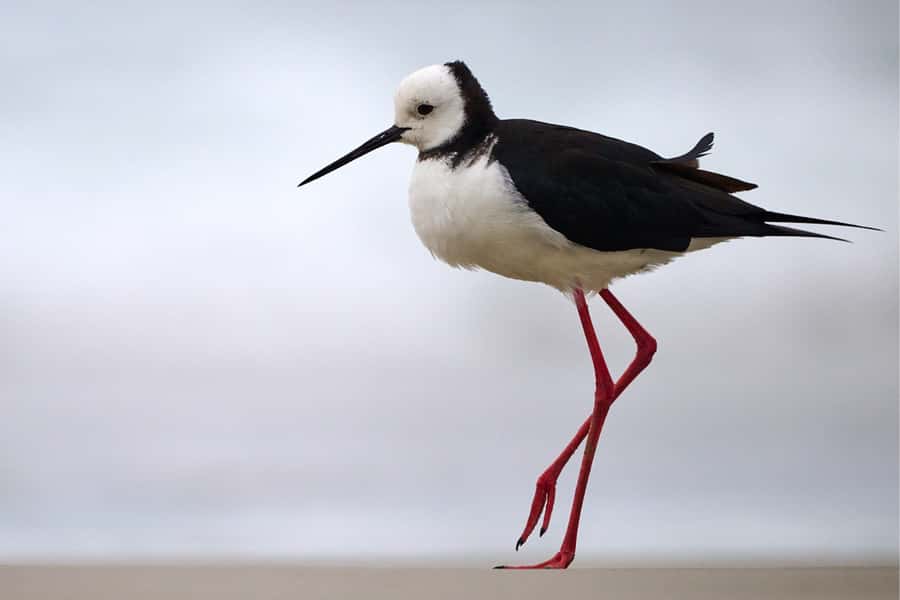 Dunedin: Otago Peninsula Clearwater Wildlife Tour - Should you book the Clearwater wildlife tour?