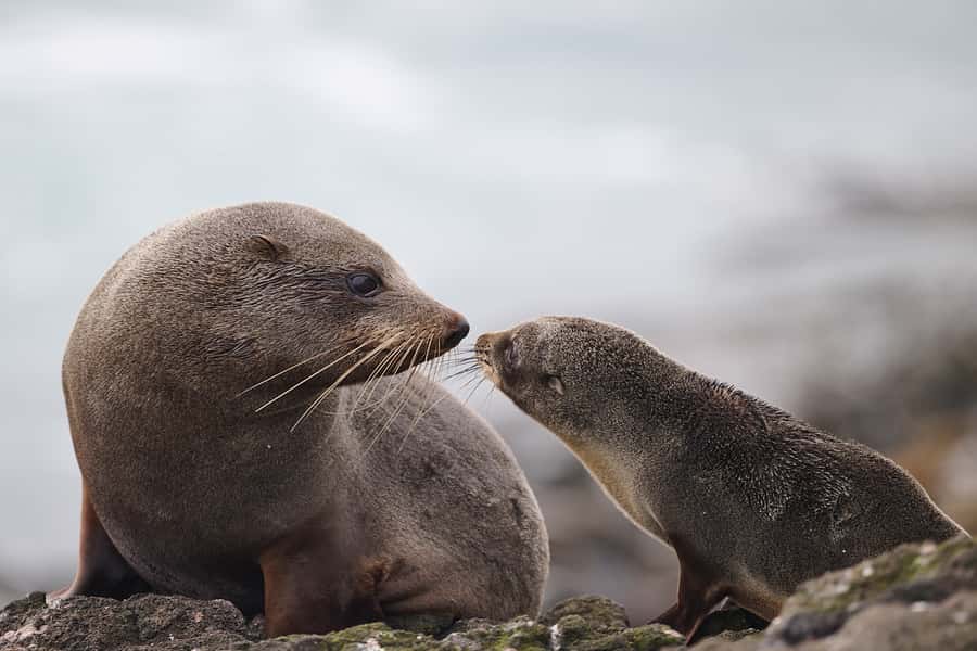 Dunedin: Otago Peninsula Clearwater Wildlife Tour - Leaving Dunedin for the Otago Peninsula