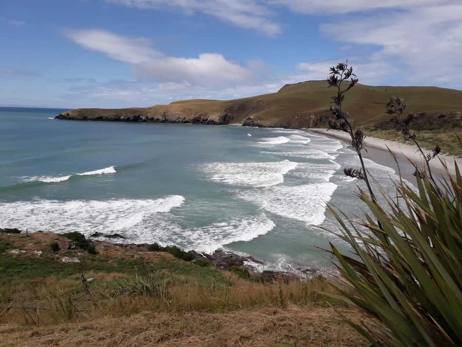 Dunedin: Otago Peninsula with Guided Penguin Reserve Tour - Lunch, weather, and what to bring