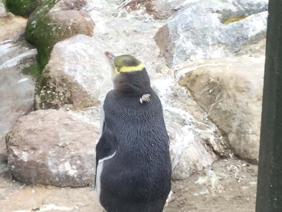 Dunedin: Otago Peninsula with Guided Penguin Reserve Tour - Dunedin Railway Station and the city’s grand face
