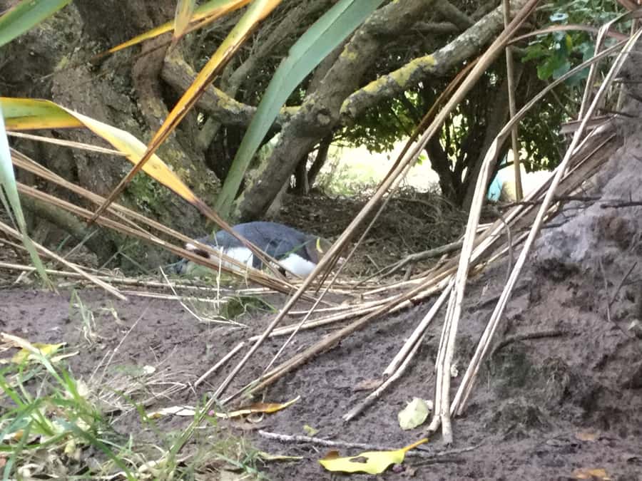 Dunedin: Otago Peninsula with Guided Penguin Reserve Tour - The penguin sighting question