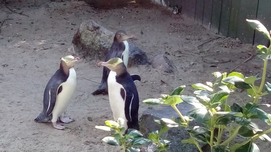 Dunedin: Otago Peninsula with Guided Penguin Reserve Tour - Returning by the low road