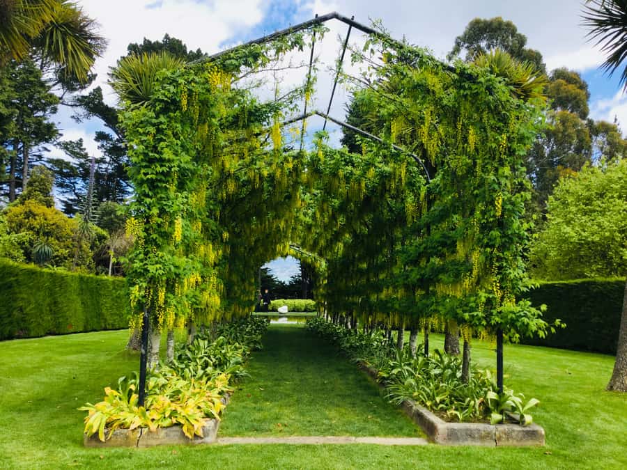 Dunedin: Peninsula with Lanarch Castle gardens & Olveston - Why this Dunedin shore tour works well