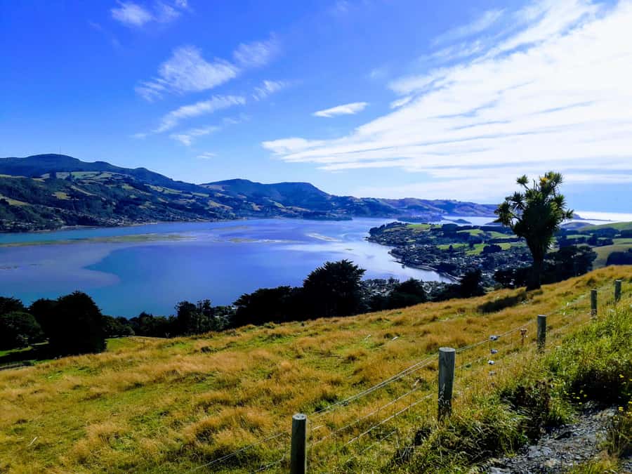 Dunedin: Peninsula with Lanarch Castle gardens & Olveston - Timing, transport, and cruise-day practicalities