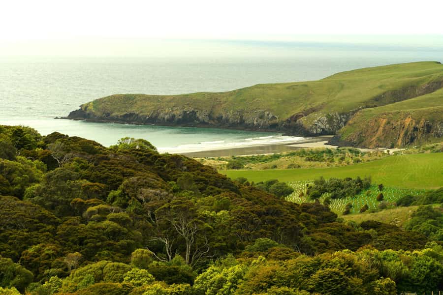 Dunedin: Wildlife and Penguin Tour - Key points to know before you book