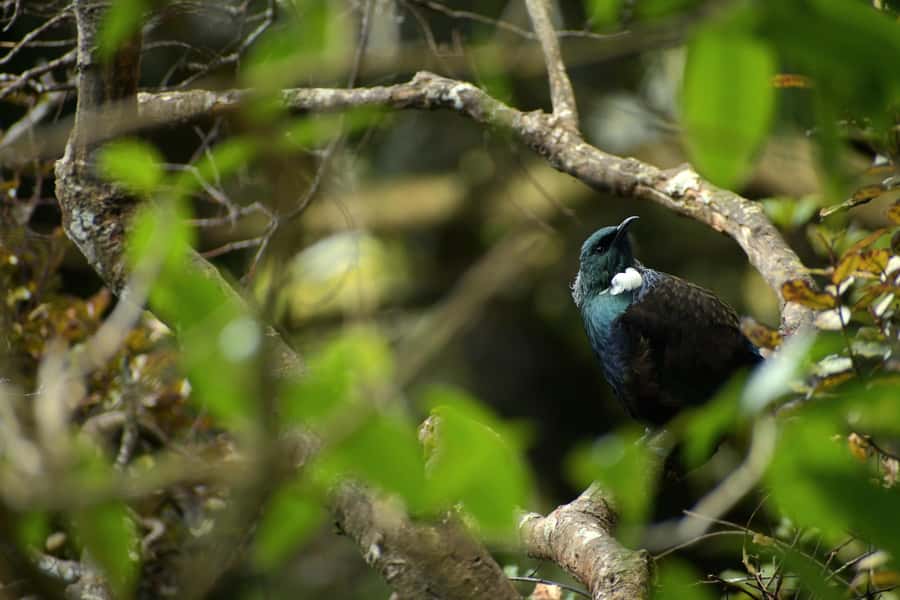 Dunedin: Wildlife and Penguin Tour - The rehabilitation centre offers a closer penguin view
