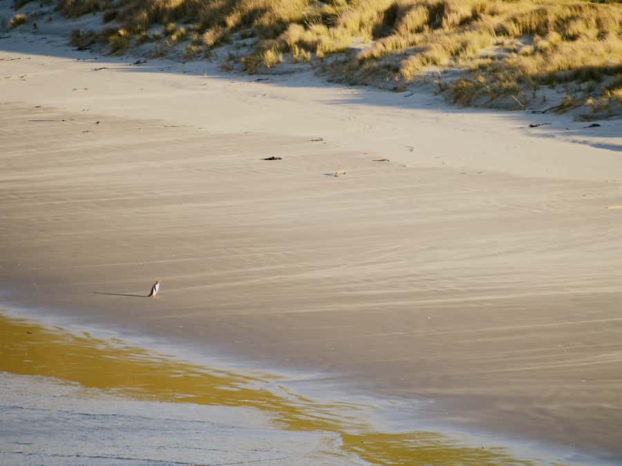 Dunedin: Wildlife and Penguin Tour - Wildlife sightings depend on patience and conditions