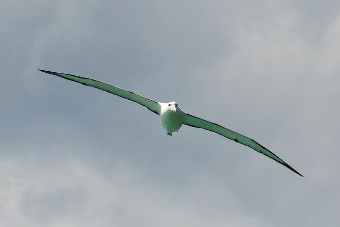Dunedin Wildlife Cruise-Albatross, seals and harbour - Otago Peninsula: the main wildlife search