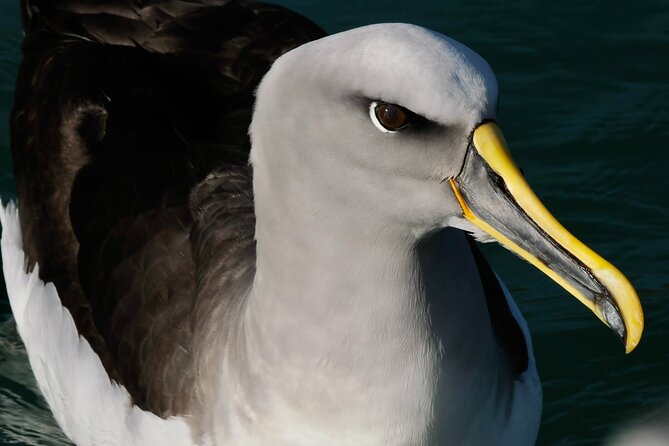 Dunedin Wildlife Cruise-Albatross, seals and harbour - Taiaroa Head: the albatross highlight