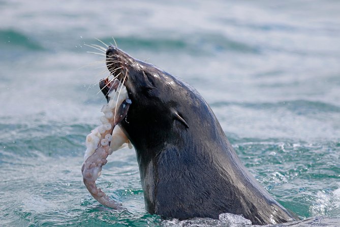 Dunedin Wildlife Cruise-Albatross, seals and harbour - What you might see, and what you should not expect