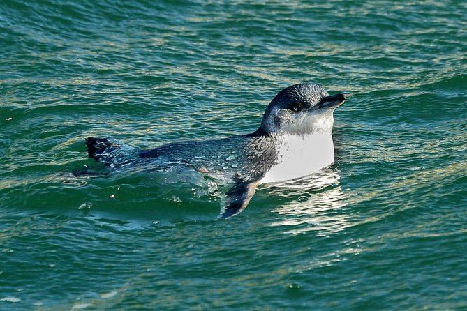 Dunedin Wildlife Cruise-Albatross, seals and harbour - Price, timing, and practical value