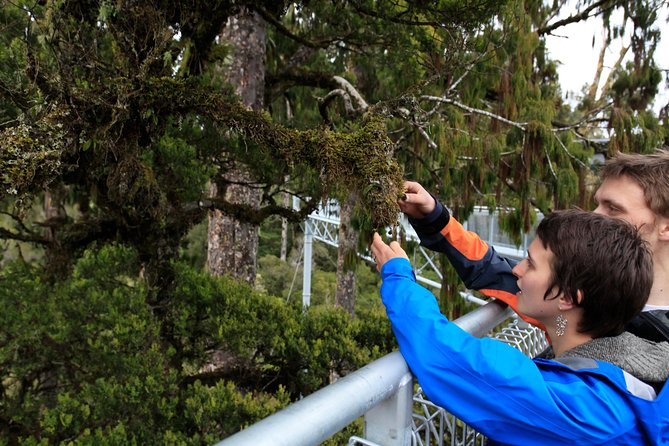 Explore Hokitika Gorge and Tree Top Walkway - Two very different views of the West Coast