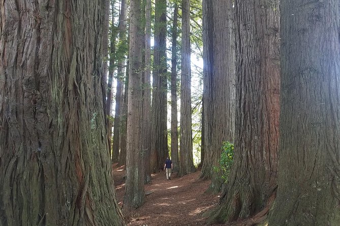 Explore The Lakes Tour - Blue Lake and the redwood country