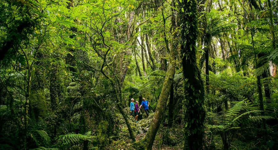 Fox Glacier: Half Day Walking & Nature Tour with Local Guide - Why This Is More Than a Walk to a Viewpoint