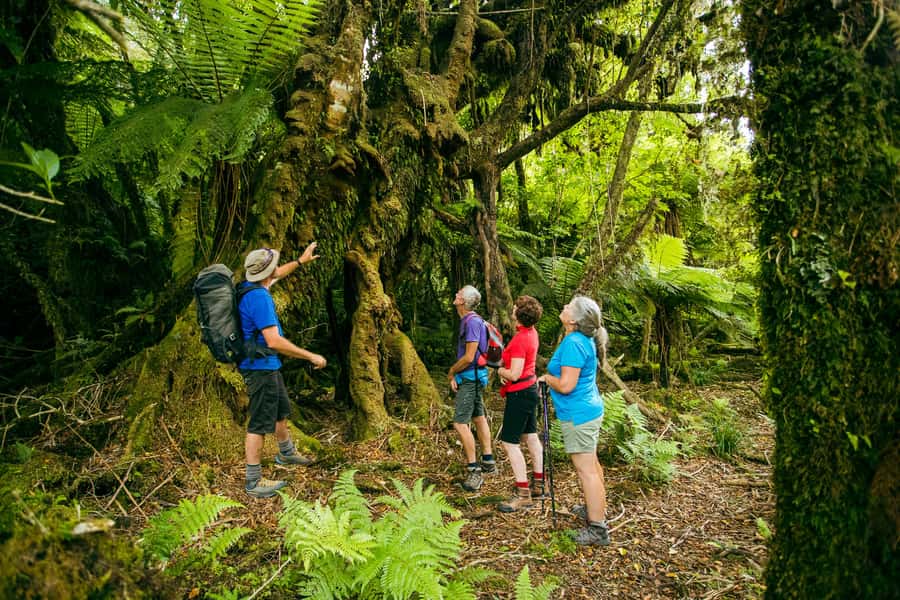 Fox Glacier: Half Day Walking & Nature Tour with Local Guide - Rain Gear Makes a Real Difference