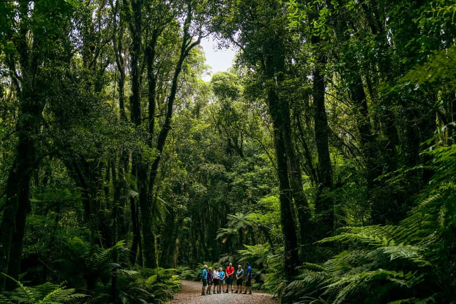 Fox Glacier: Half Day Walking & Nature Tour with Local Guide - Who Gets the Most From This Fox Glacier Tour?