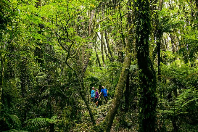 Fox Glacier Nature Tour - Key points before you book