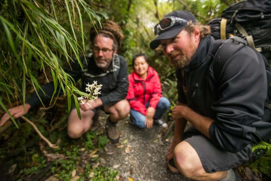Franz Josef: Franz Josef Glacier Lookout Guided Walk - Is $65 good value?