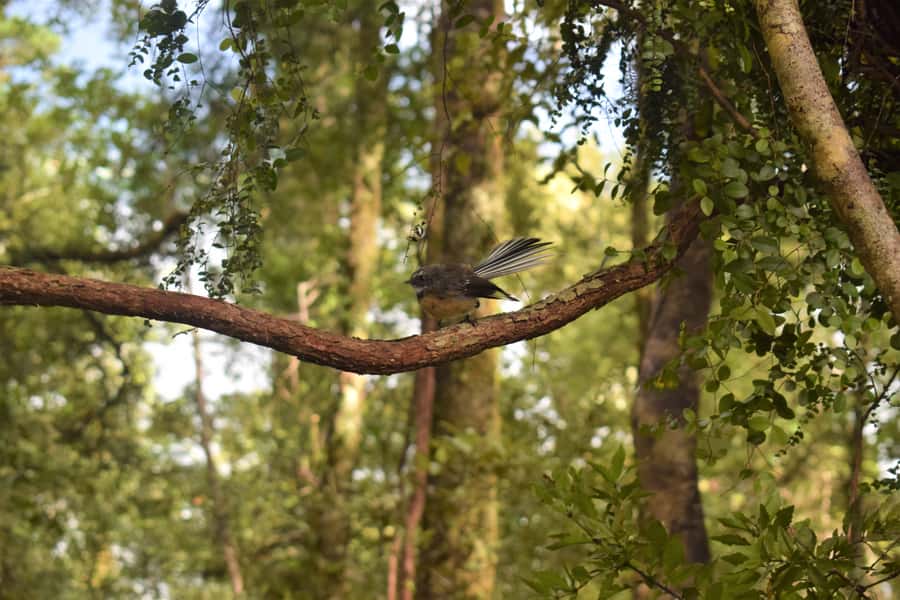 Franz Josef: Kayak & Walking Tour to Okarito Kiwi Sanctuary - Entering the Okarito Kiwi Sanctuary