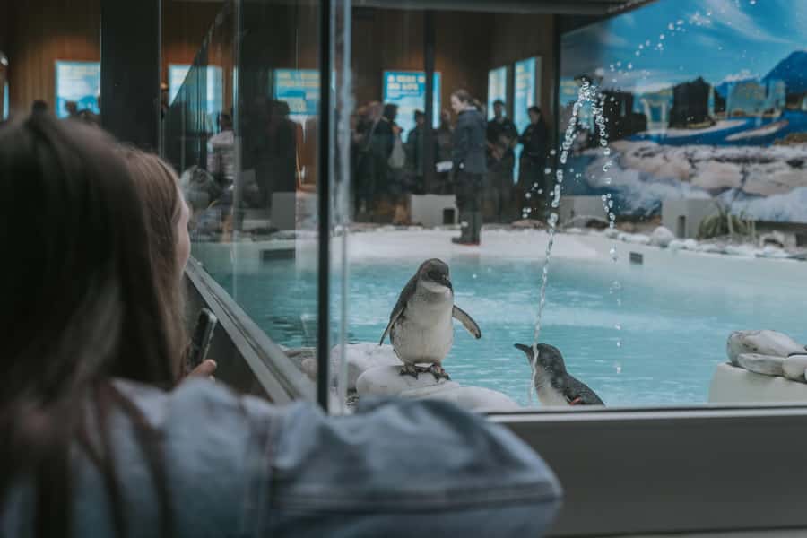 Franz Josef: West Coast Wildlife Centre Entry Ticket -48 hrs - Why this small centre matters in Franz Josef