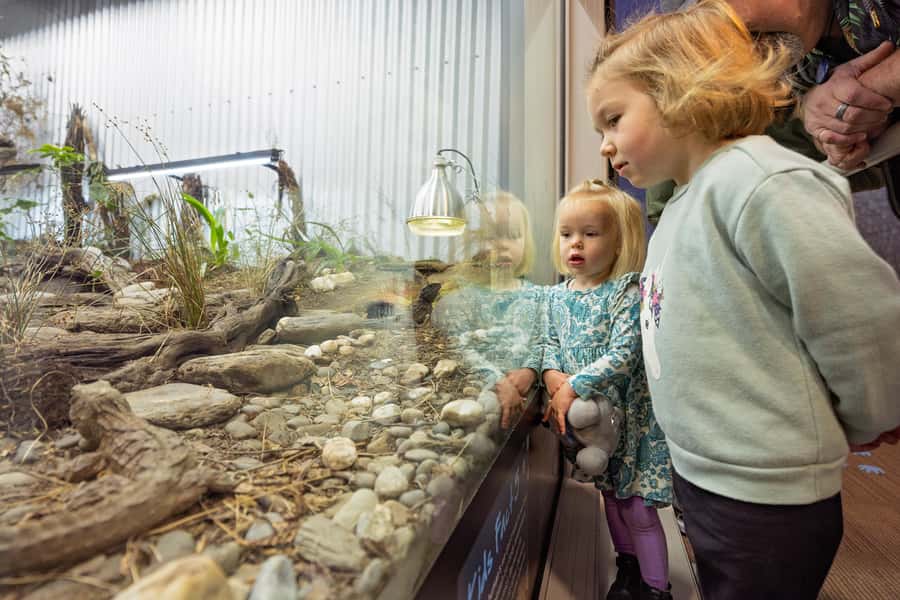 Franz Josef: West Coast Wildlife Centre Entry Ticket -48 hrs - A practical two-day pass in a one-hour visit