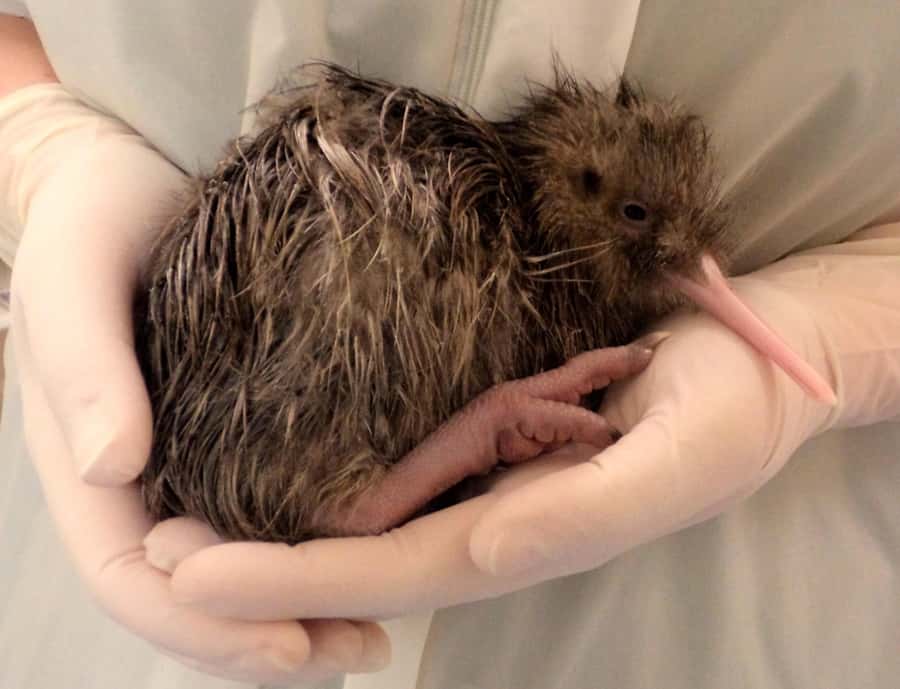 Franz Josef: West Coast Wildlife Centre Entry Ticket -48 hrs - What to do on a rainy Franz Josef day